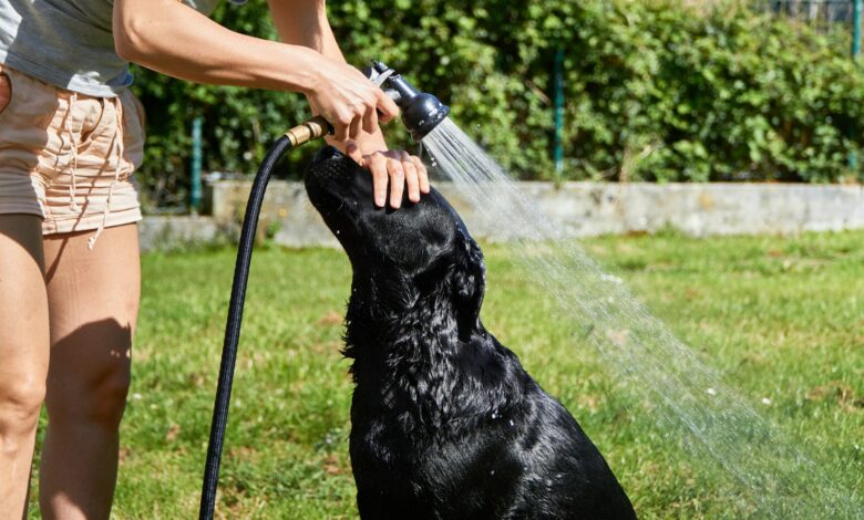 I’m a Veterinarian… The Dog Breed Most At Risk From Heat Waves And Hidden Dangers Owners Overlook