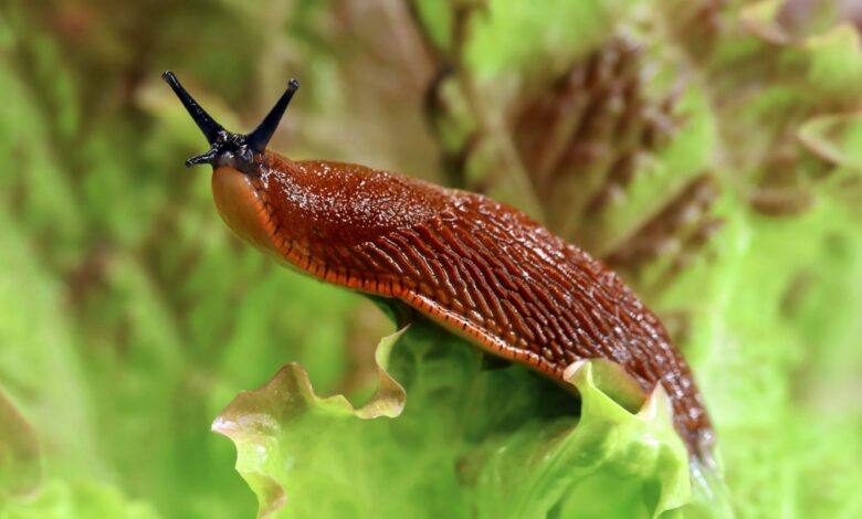 I’m a gardener and I swear by a 45p purchase to get rid of slugs for good this summer