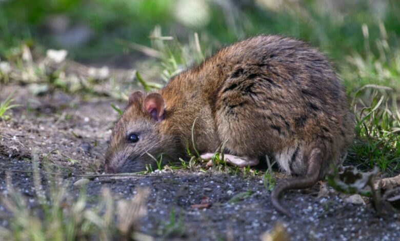 I’m a gardening expert – my £1 trick will keep rats far away from your garden