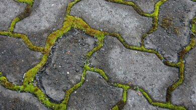 I’m a gardening expert – my 60p trick will put an end to moss on your patio for good