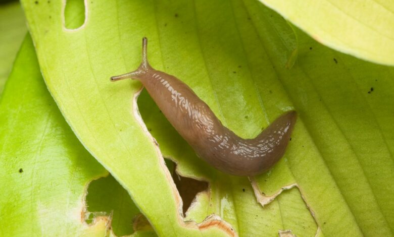 I’m a gardening expert – my 70 cent trick attracts pesky slugs and then kills them