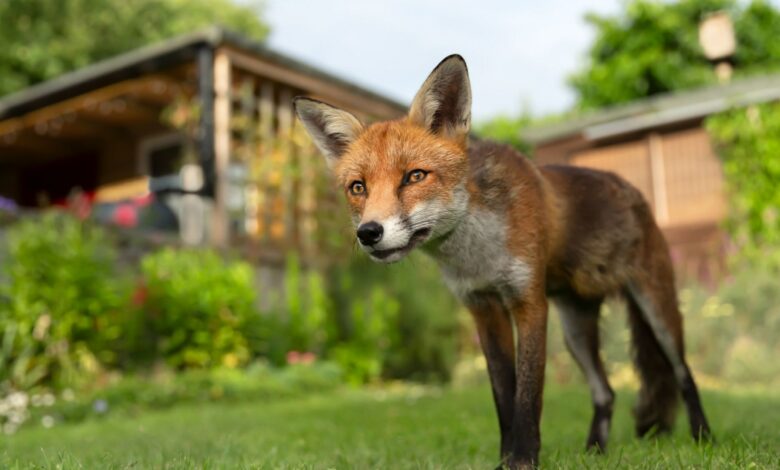 I’m a gardening expert – my 79p trick will stop cats and foxes from pooping in your garden