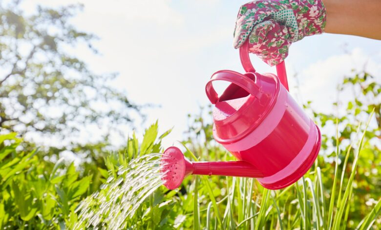 I’m a gardening expert, my six tricks to prevent your plants from drying out during the holidays