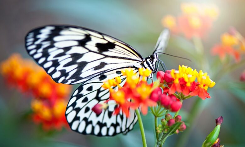 I’m a naturalist – my £1.59 purchase from B&Q to bring butterflies to your garden