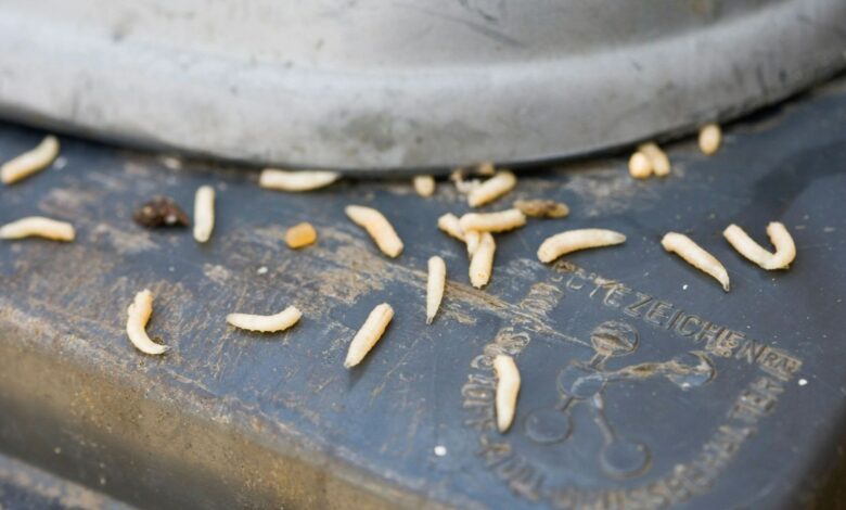 I’m a waste expert and I have a free trick to banish maggots from garbage bins – do it now