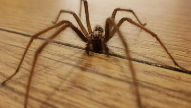 It’s Spider Season, But My 90p Trick Will Keep Them Out of Your Home