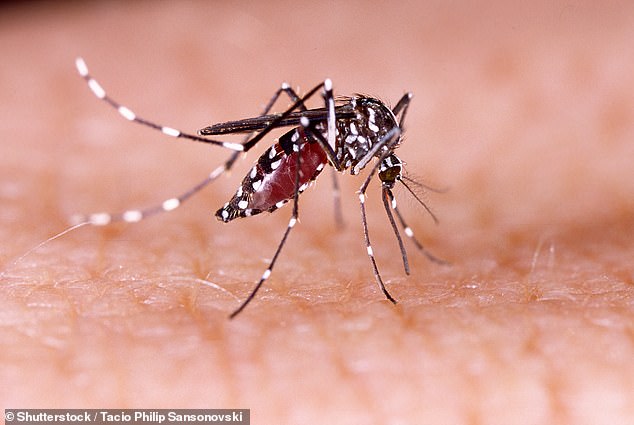 Massachusetts town imposes LOCKDOWN after sunset as fears grow over incurable mosquito-borne infection