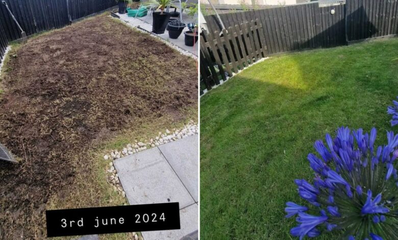 My garden was a mud pit – I transformed it with a Poundland purchase