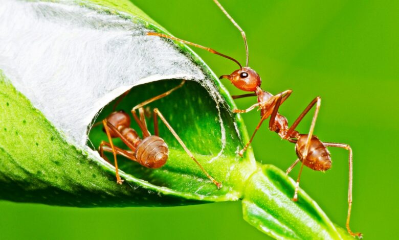 My kids were bitten by thousands of ants. A free hack got rid of them