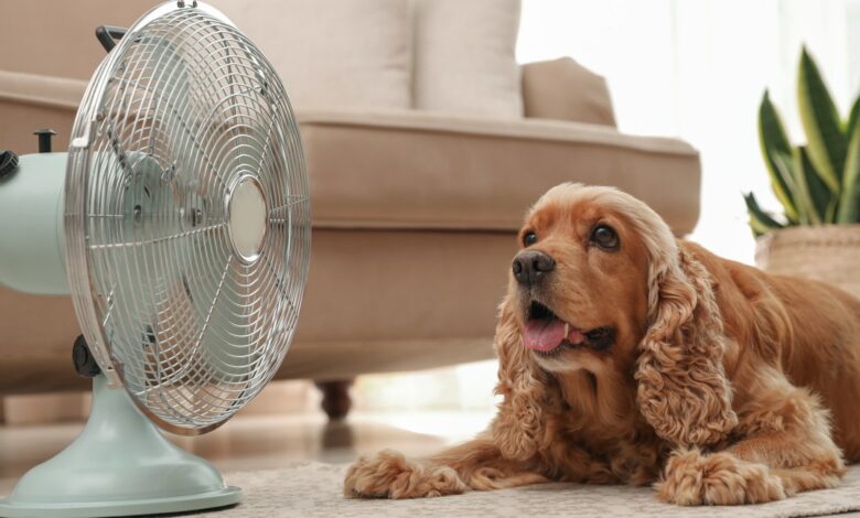 Nine Signs of Heatstroke in Dogs During Hot Weather, Vet Reveals