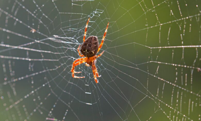 Pest Expert Reveals You’re Making a Mistake in Your Yard That’s Attracting Spiders