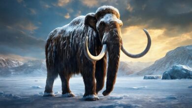 Research reveals surprising facts about the extinction of the last woolly mammoths