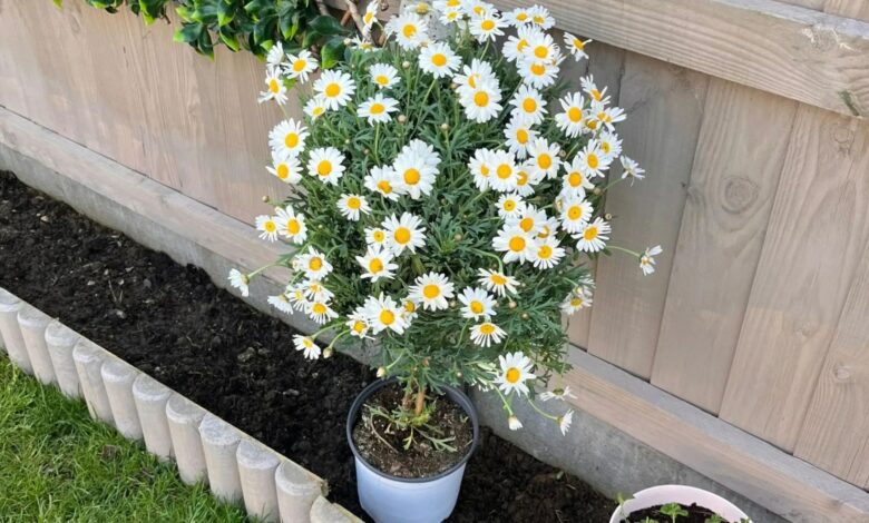 ‘Run to Lidl’ shoppers say after spotting the most beautiful tree for £8.99