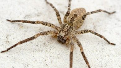 Shoppers are rushing to Aldi to grab a £4.99 purchase, which is great for spider season