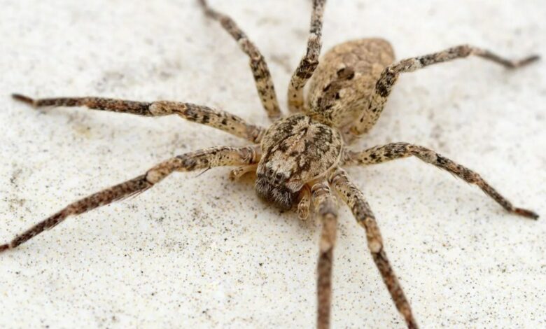 Shoppers are rushing to Aldi to grab a £4.99 purchase, which is great for spider season