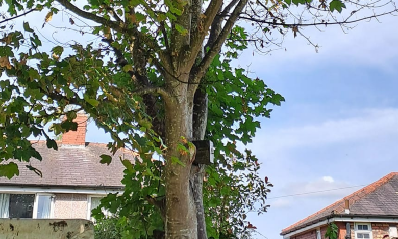 Sly neighbor tried to kill my tree – it has no effect on his yard, I’m furious