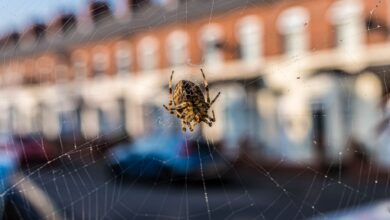 The 14p Trick to Keep Spiders from Coming Inside When Mating Season Starts