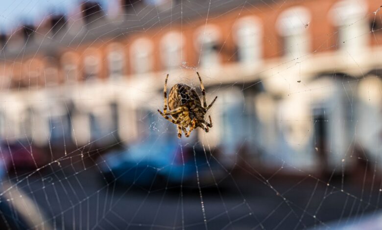 The 14p Trick to Keep Spiders from Coming Inside When Mating Season Starts