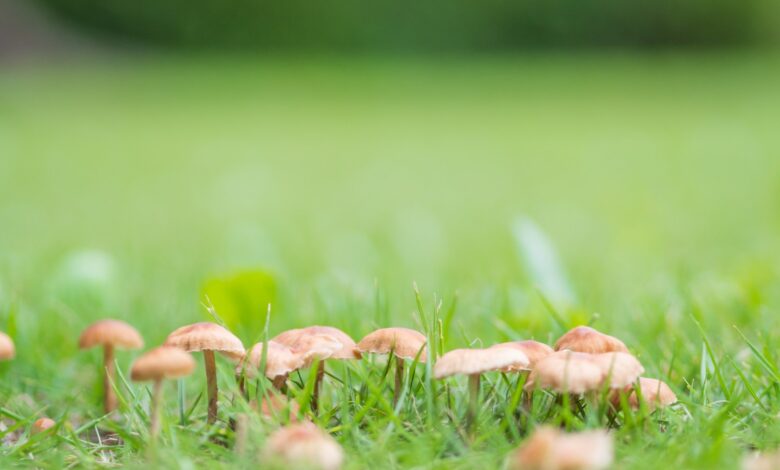 The 62p Trick to Stop Mushrooms Growing in Your Lawn – It’s Pet Friendly