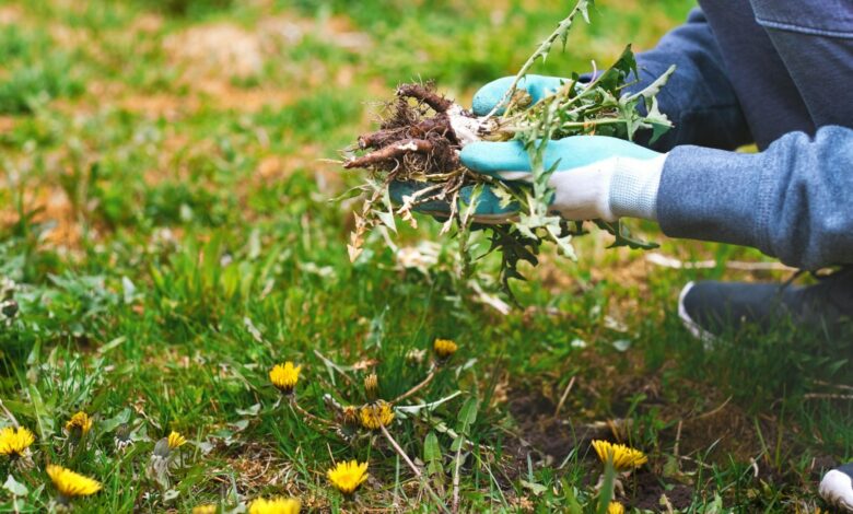 The Common Mistake That Causes Weeds and the Free Trick to Get Rid of Dandelions