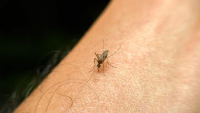 The Scientific Reasons Why You Get So Many Mosquito Bites