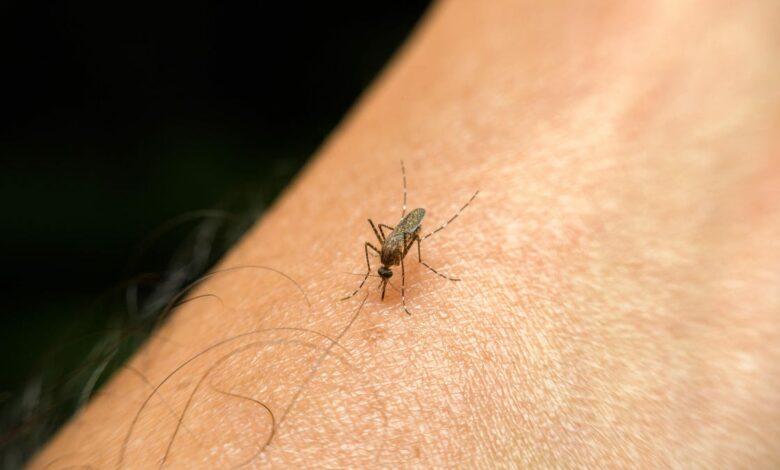 The Scientific Reasons Why You Get So Many Mosquito Bites