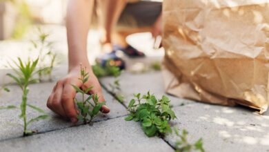 The Secret 59p Solution That Will Banish Weeds From Your Patio For Good