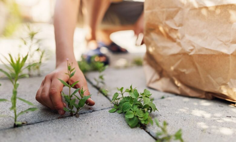 The Secret 59p Solution That Will Banish Weeds From Your Patio For Good