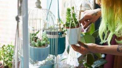 The Surprising Trick to Keeping Your Houseplants Alive While on Vacation