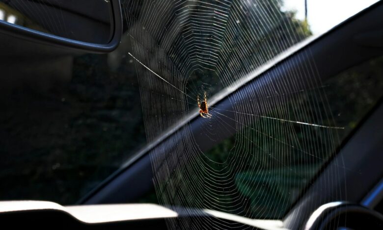 The ‘spider hotspot’ you’re missing in your car and why a 30p hack could be the key