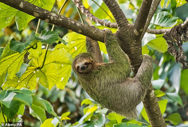 Twenty-one Americans diagnosed with the terrifying sloth fever