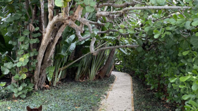 You have 20/20 vision if you can spot the iguana in the trees within a minute