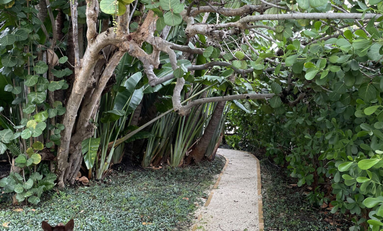 You have 20/20 vision if you can spot the iguana in the trees within a minute