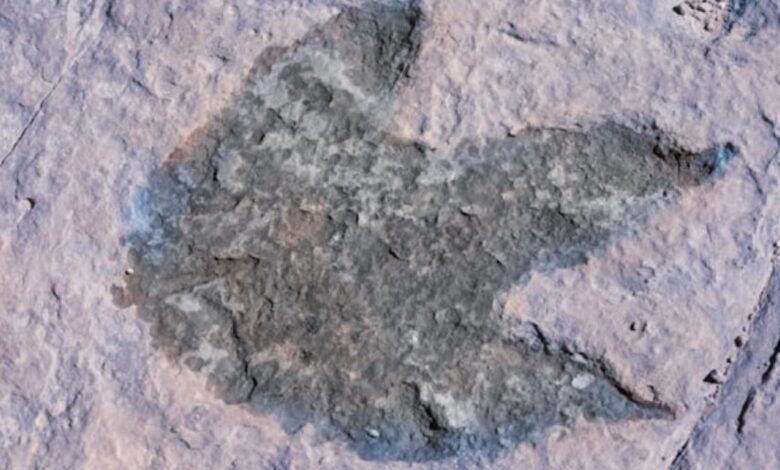 Young girl discovers dinosaur footprints on beach in South Wales