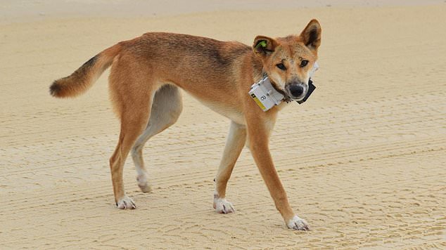 K’gari: Dingo attacks four-year-old girl on Queensland island