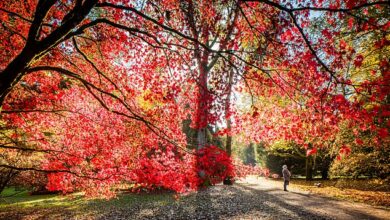 Every cloud has a silver lining! Britain is set for a ‘spectacular’ autumn with tree colours EVEN more glorious than usual thanks to higher than average rainfall this year, experts say