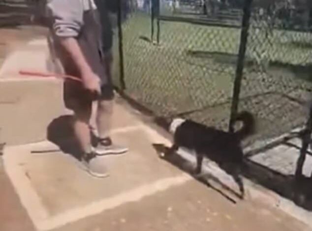 Australians divided over wild footage of dog owners clashing outside park: Who is to blame?