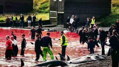 Sea turns red as more than 150 dolphins are stabbed to death – some alongside their calves – during annual ‘grind’ in the Faroe Islands