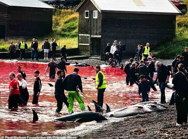 Sea turns red as more than 150 dolphins are stabbed to death – some alongside their calves – during annual ‘grind’ in the Faroe Islands