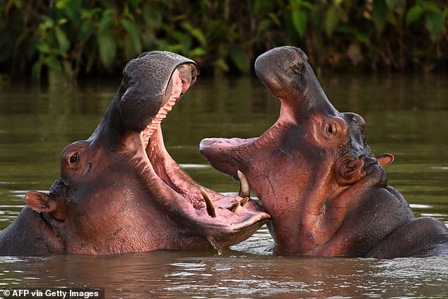 Pablo Escobar’s herd of horny cocaine-fueled hippos will be EXCURED, judge rules, after the animals got ‘out of control’