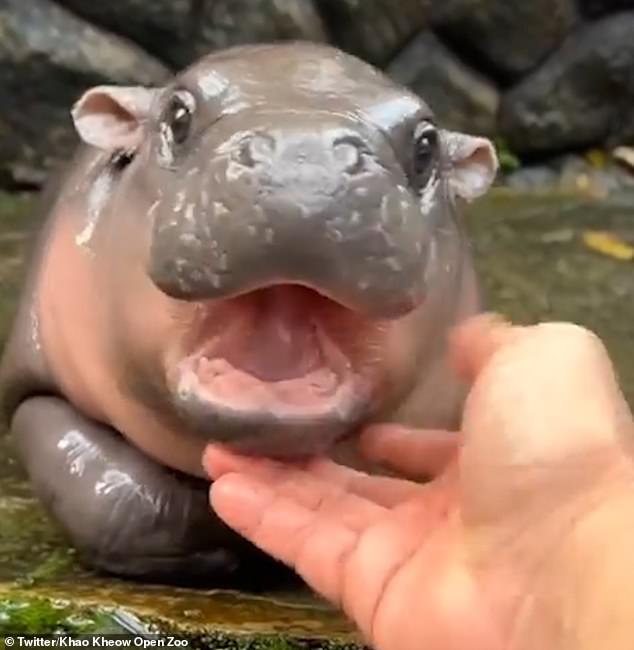 Viral Baby Pygmy Hippo ‘Moo Deng’ Becomes a Celebrity in Thailand – But Some Cruel Zoogoers Film Themselves ABUSING the Tiny Animal