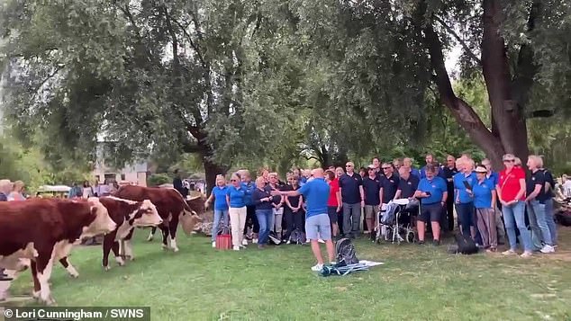 Moo-sic lovers! A herd of cows appear ‘hypnotized’ as they watch the choir performance along with spectators – one of them even nods along