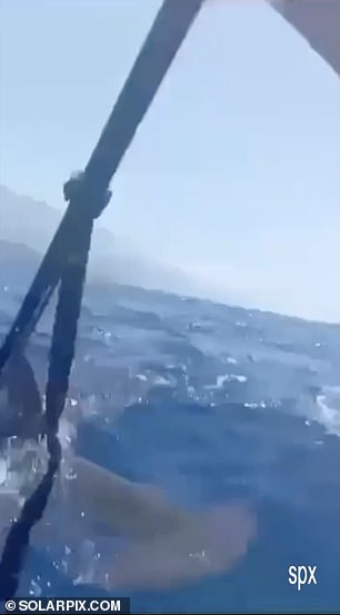 Terrifying moment kayaker desperately uses paddle to fend off SHARK as hammerhead shark circles him off Spanish holiday island