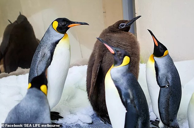 Pesto, the baby penguin at Melbourne’s Sea Life Aquarium, is stunning the world with his incredible size