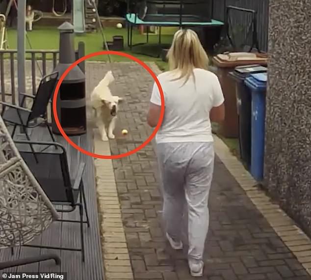 Moment a grandmother is knocked to the floor by her overexcited puppy – captured on camera by a Ring doorbell