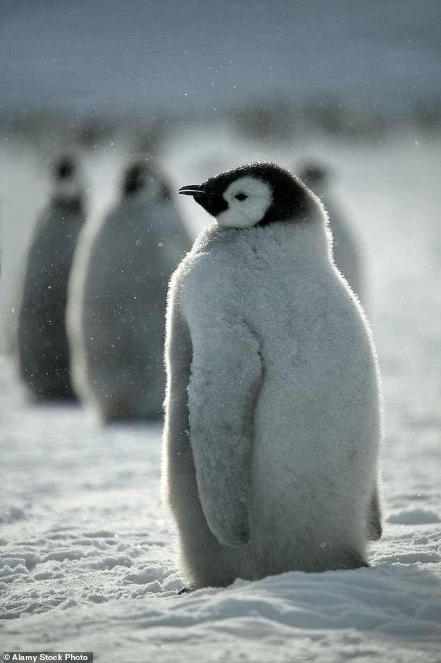 Hundreds of baby emperor penguins stranded on breakaway iceberg miraculously survive for four months without their mothers