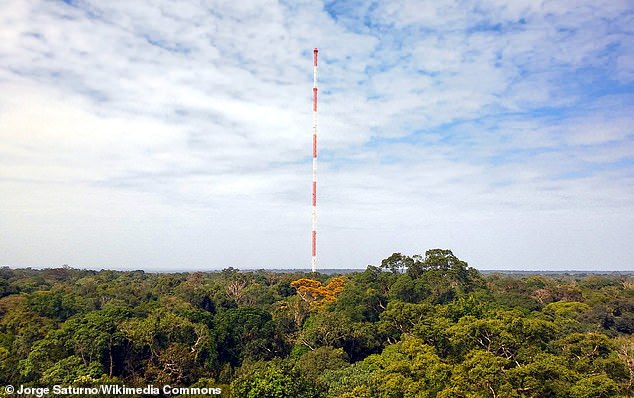 Toxic ‘forever chemicals’ have reached the Amazon: Scientists discover PFAS for the first time in the world’s largest tropical rainforest – and warn they could be fatal to the plants and animals that live there