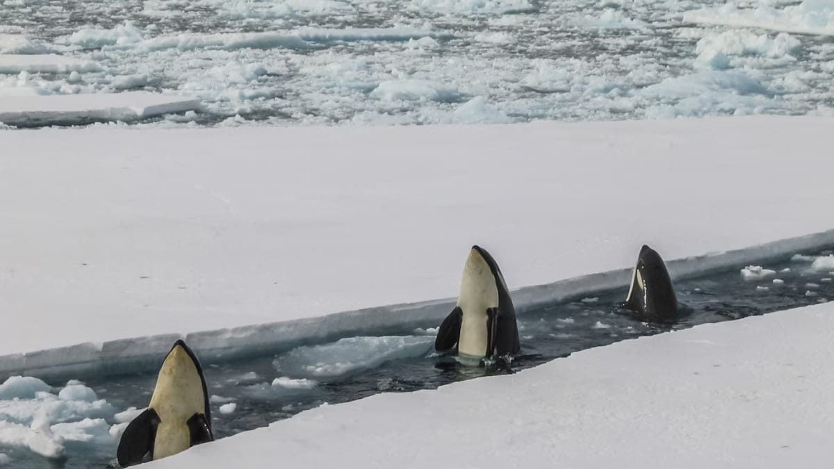 Antarctica Wasn’t Always Frozen and Here’s Why It Changed