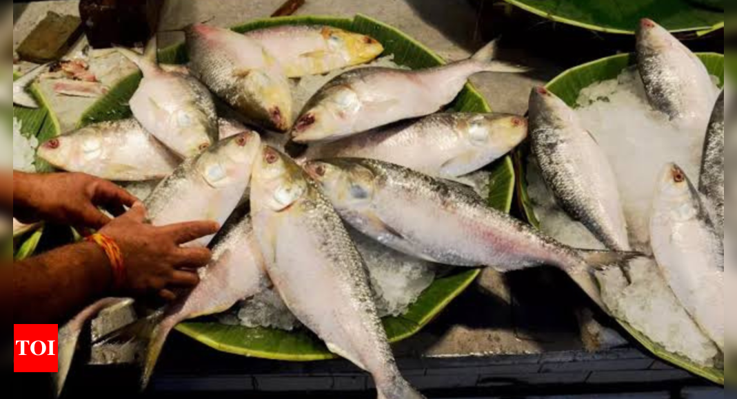 As Bangladesh bans Hilsa exports, prices rise in Kolkata and Delhi | India News – Times of India