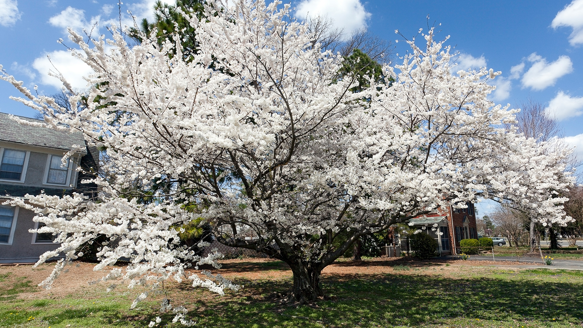 Beautiful flowering trees can lower your home value – they ‘smell like vomit’